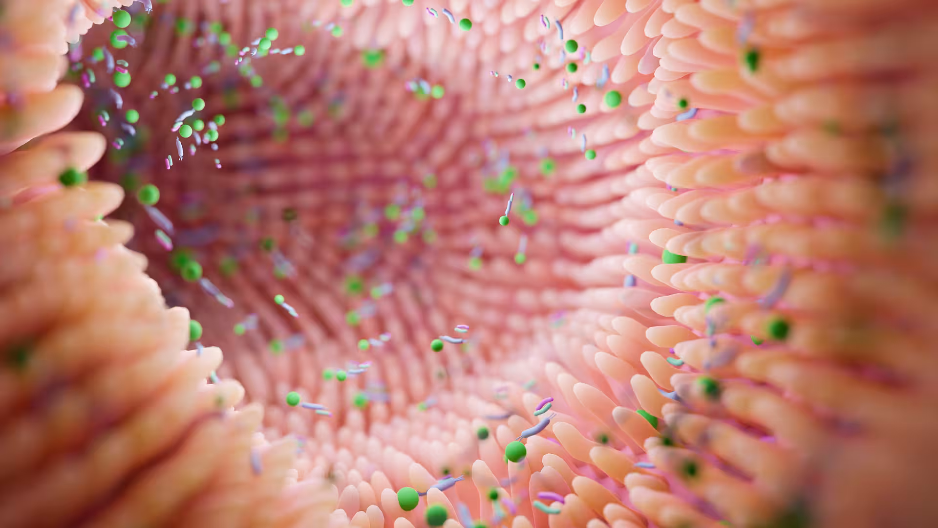 Close up of the intestines and the microbiome